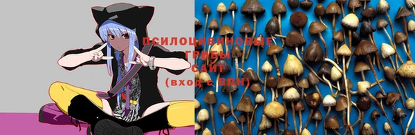 амф Гусев